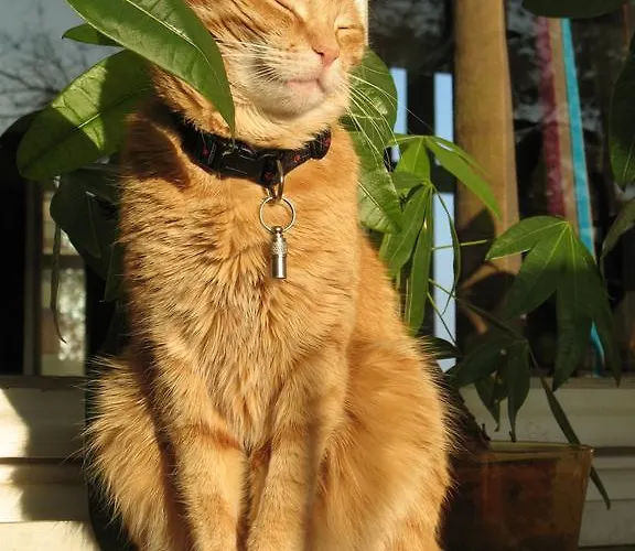 L'yeuse - Teritoria 4*